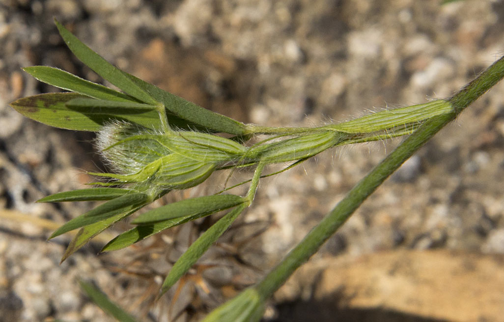 Image of Trifolium purpureum specimen.