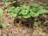 Asarum heterotropoides