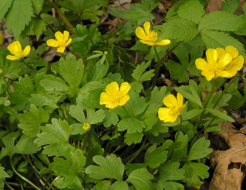 Изображение особи Ranunculus franchetii.