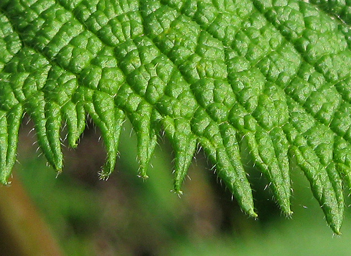 Image of Phlomoides tuberosa specimen.