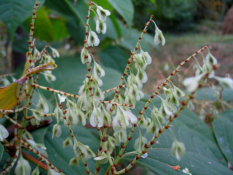 Изображение особи Reynoutria japonica.