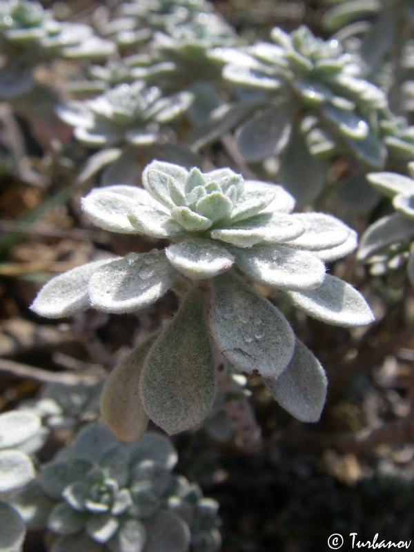 Image of Odontarrhena obtusifolia specimen.