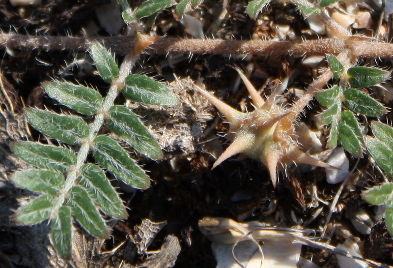 Изображение особи Tribulus terrestris.