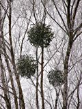 Viscum album. Растения, паразитирующие на Salix alba L. Украина, Харьковская обл., Дергачевский р-н, окрестн. с. Караван, пойма р. Лопань. 06.12.2014.