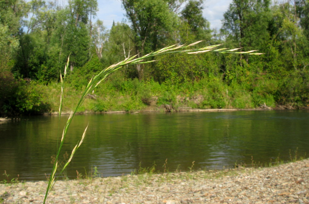 Изображение особи Festuca gudoschnikovii.