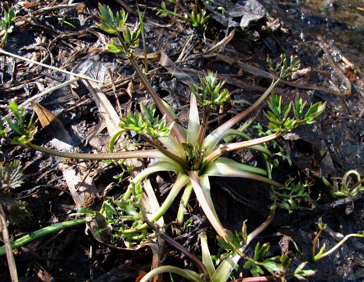 Image of Ranunculus repens specimen.