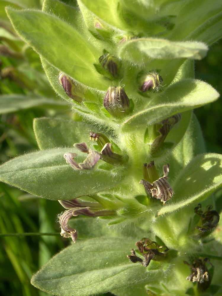 Image of Ajuga laxmannii specimen.