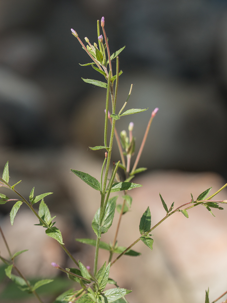 Изображение особи род Epilobium.