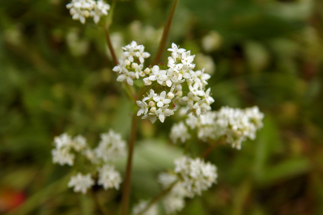 Image of Galium boreale specimen.