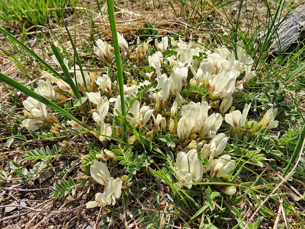 Изображение особи Astragalus scaberrimus.