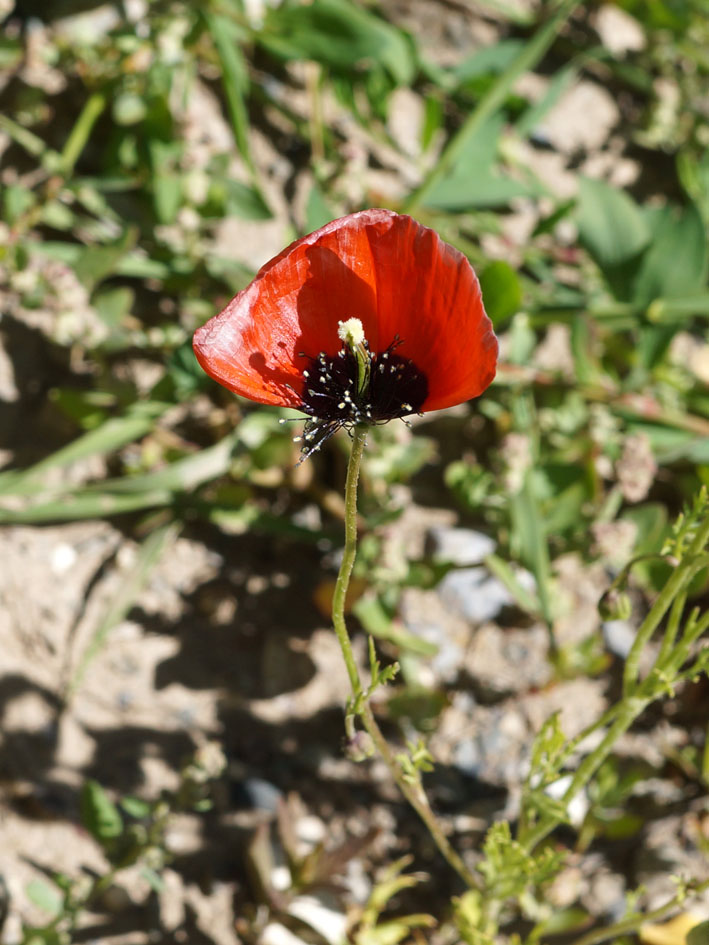 Image of Roemeria refracta specimen.