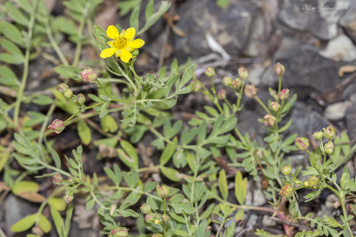 Image of Potentilla bifurca specimen.