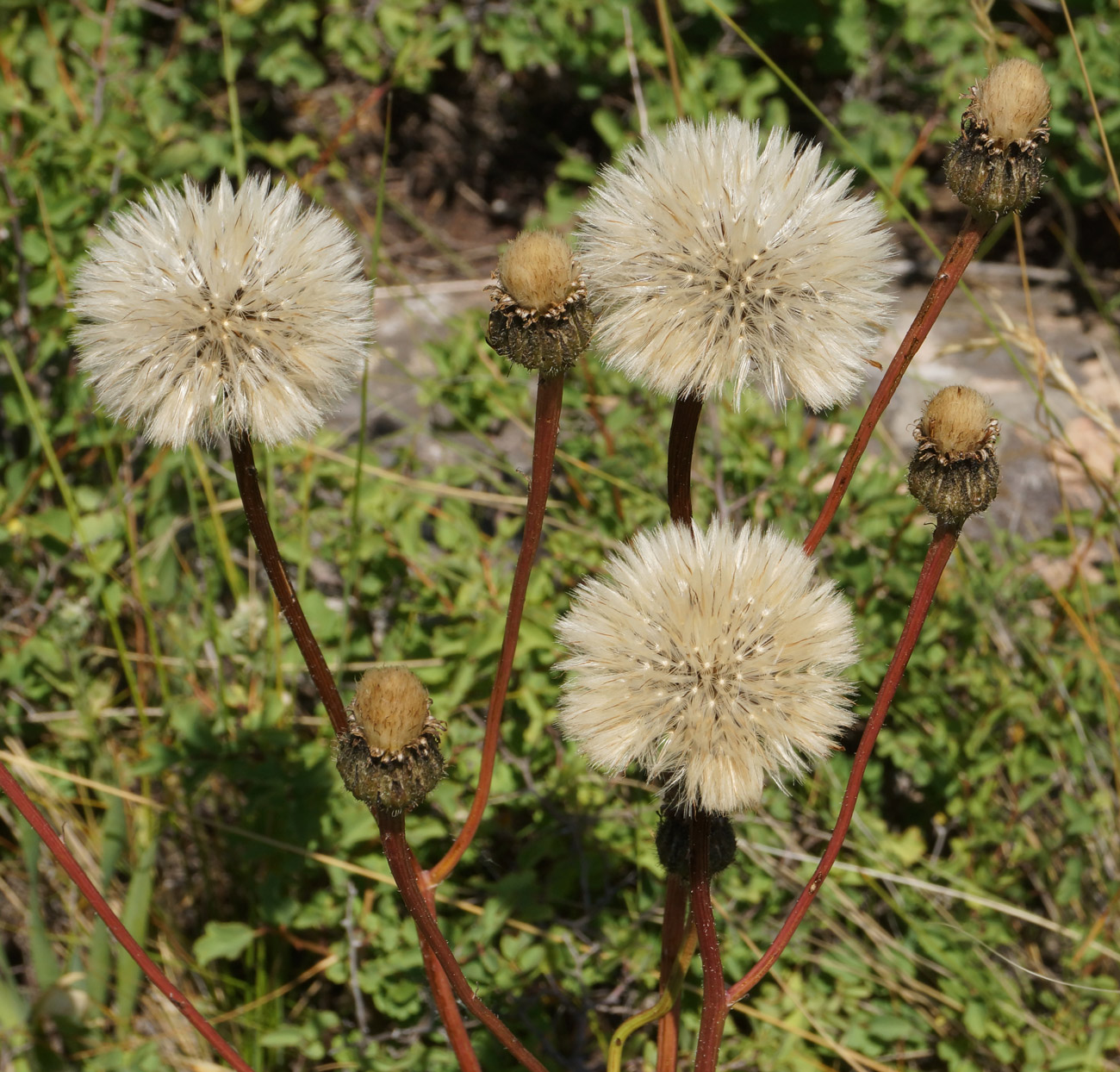 Изображение особи Trommsdorffia maculata.