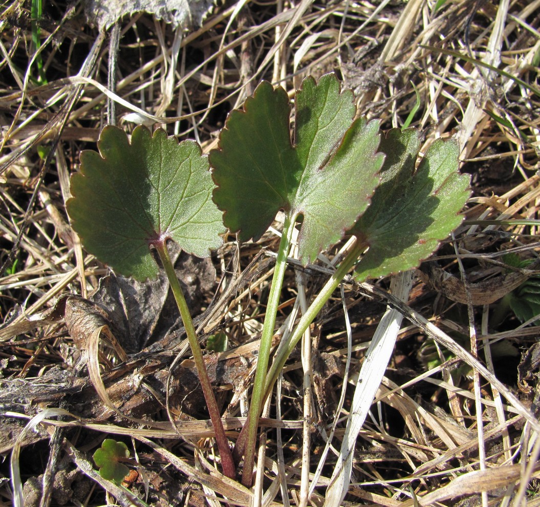 Image of Ranunculus auricomus specimen.