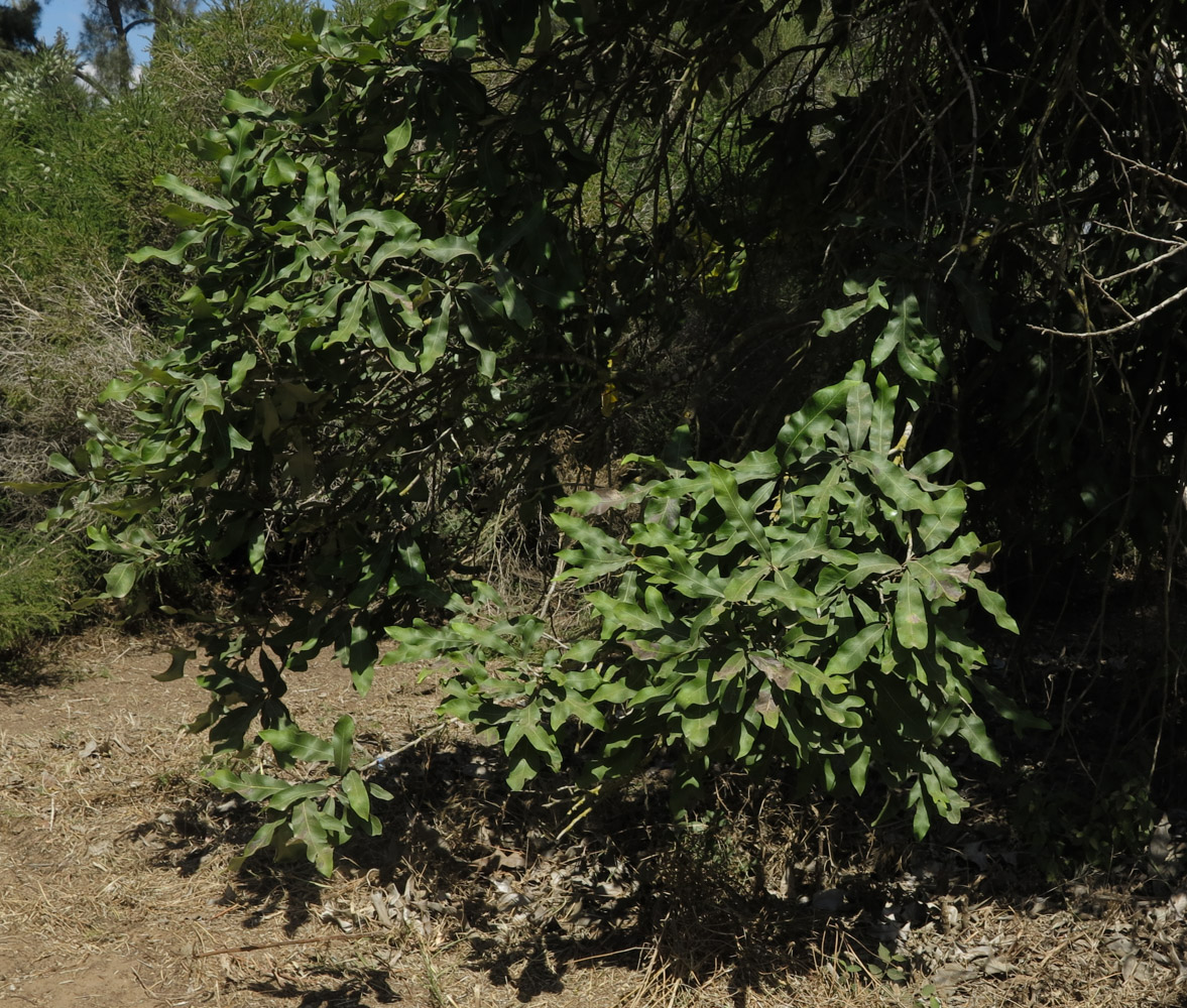 Изображение особи Grevillea hilliana.