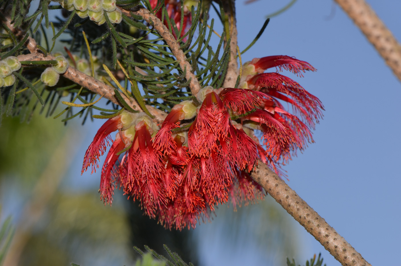 Image of Calothamnus villosus specimen.