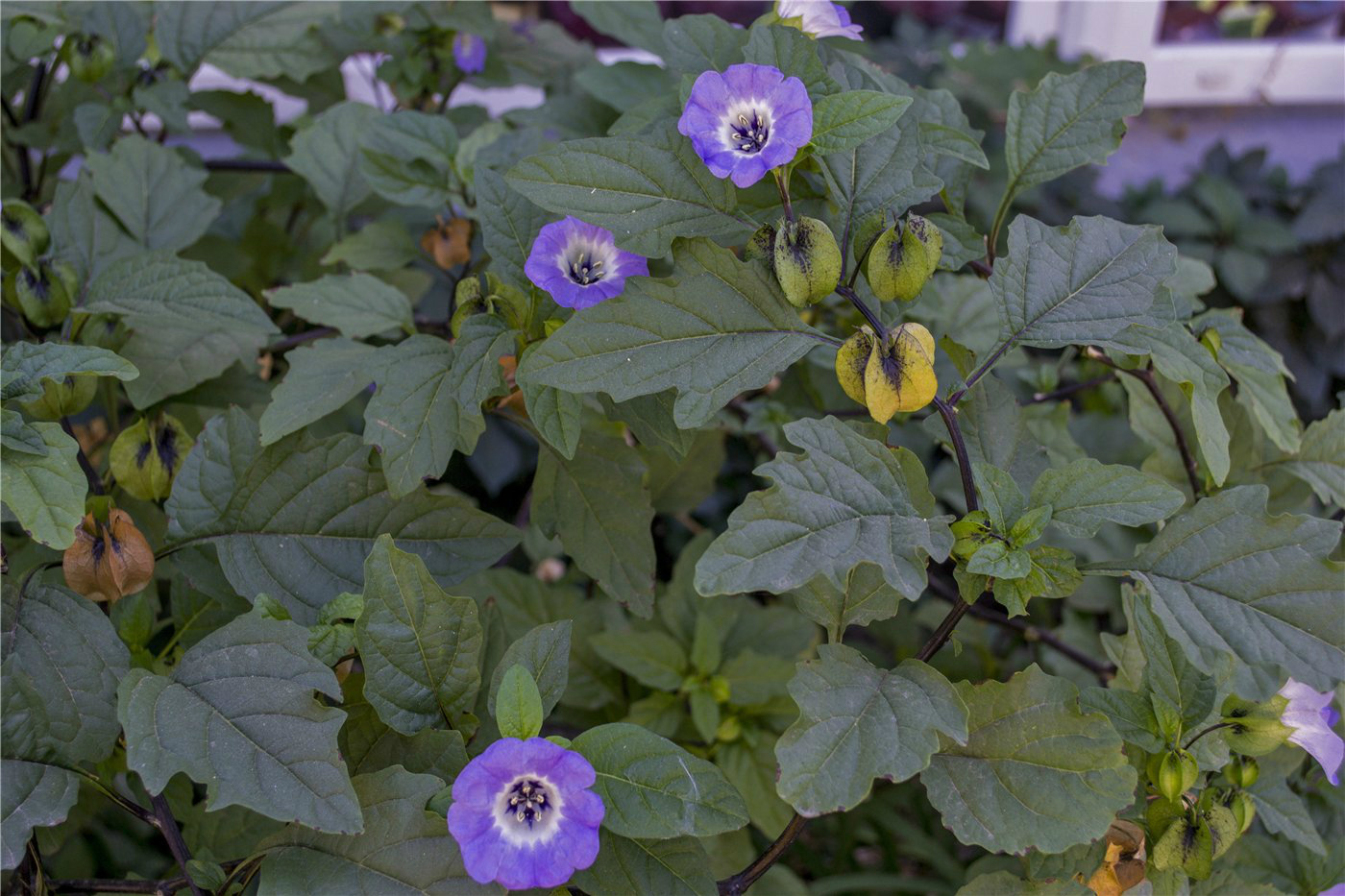 Image of Nicandra physalodes specimen.