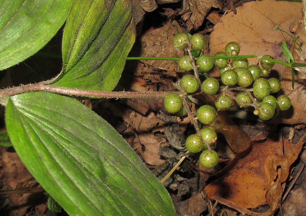 Image of Smilacina hirta specimen.