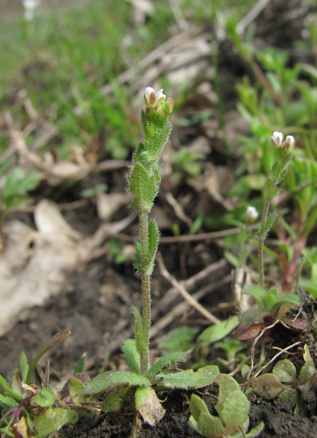 Image of Draba muralis specimen.