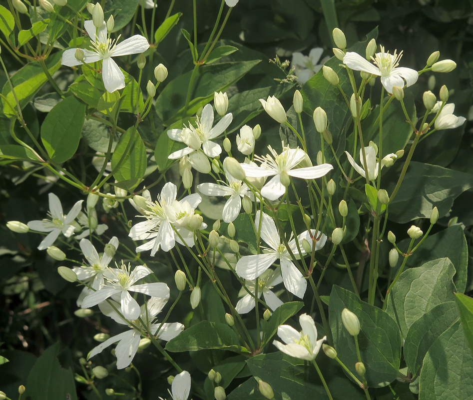 Изображение особи Clematis mandshurica.