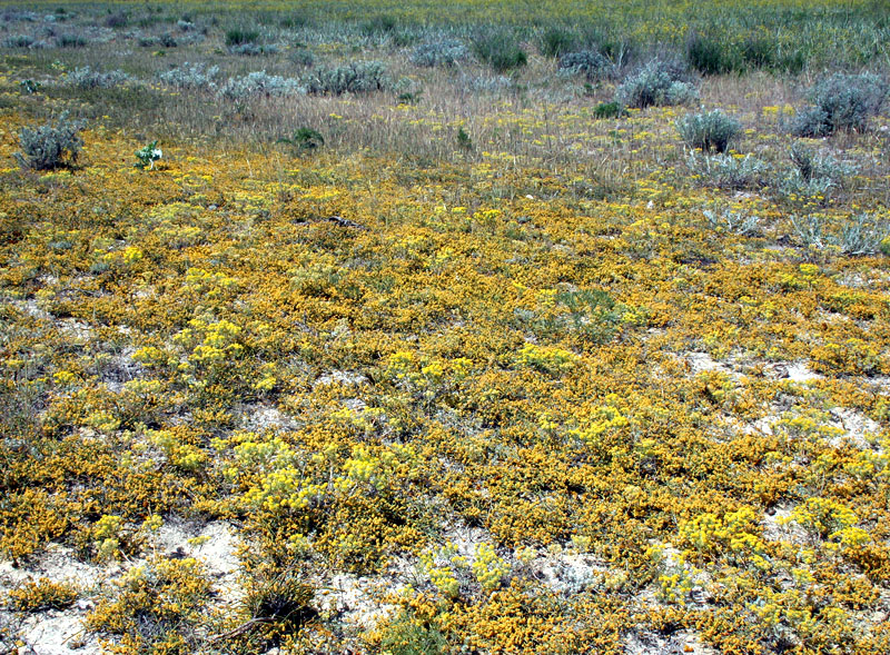 Image of Ephedra distachya specimen.