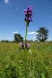 Betonica officinalis