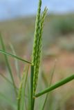 Psathyrostachys juncea