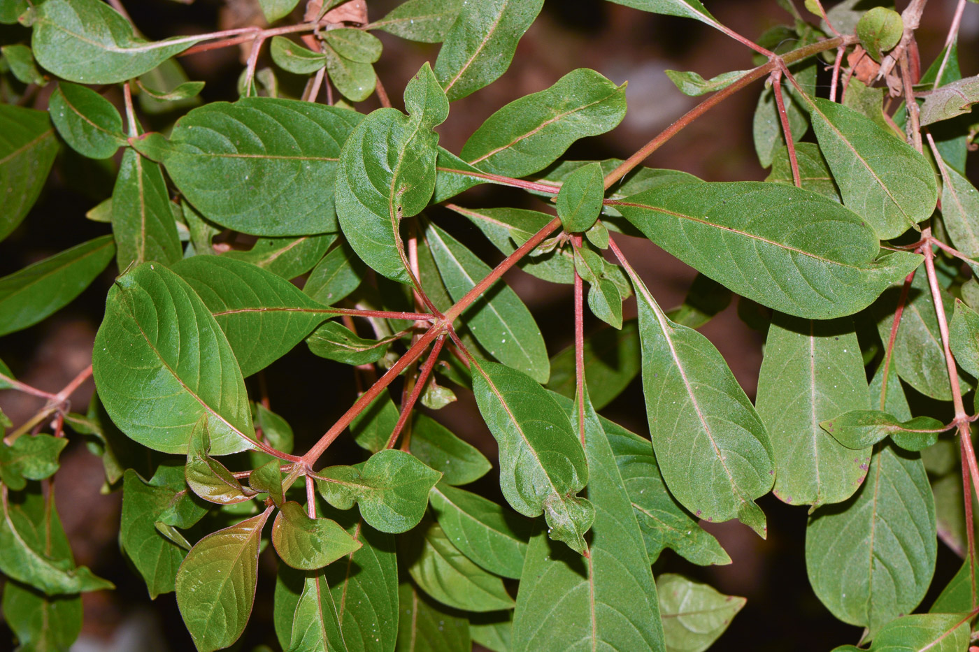 Image of Hamelia patens specimen.