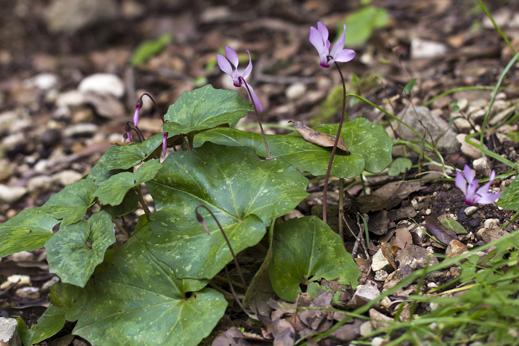 Изображение особи Cyclamen repandum ssp. peloponnesiacum.