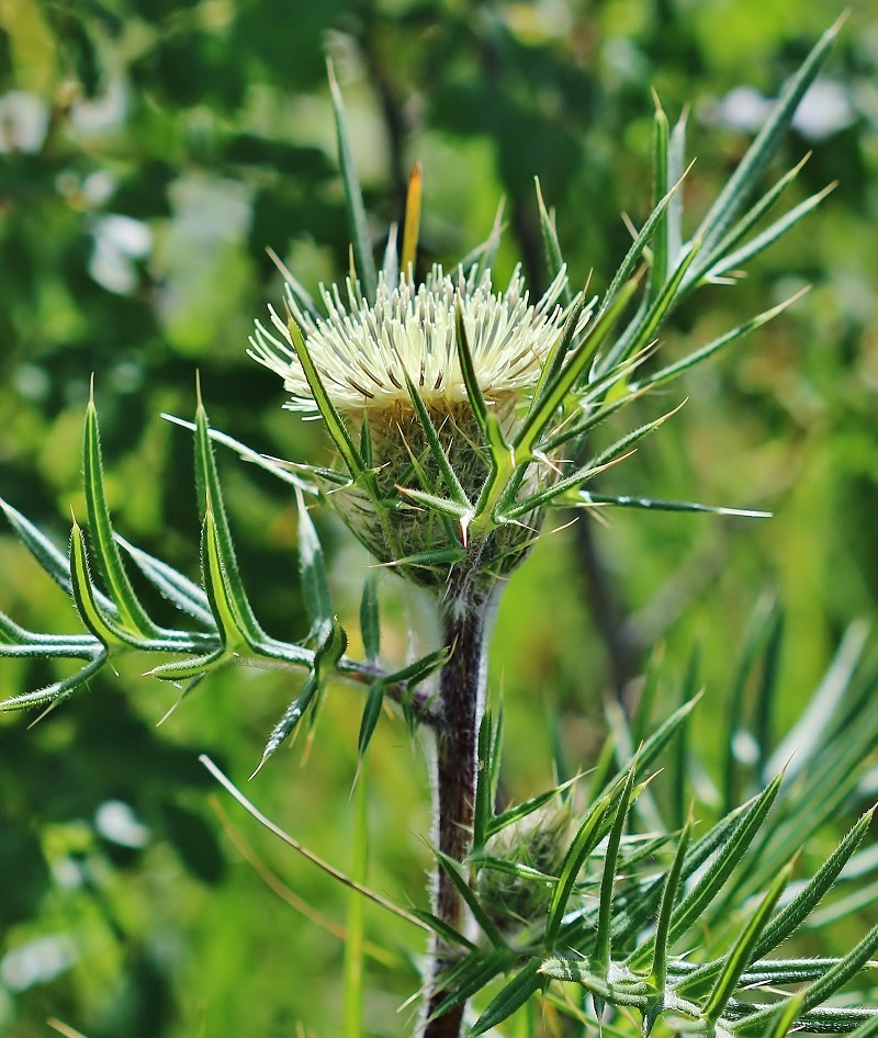 Изображение особи Cirsium kosmelii.