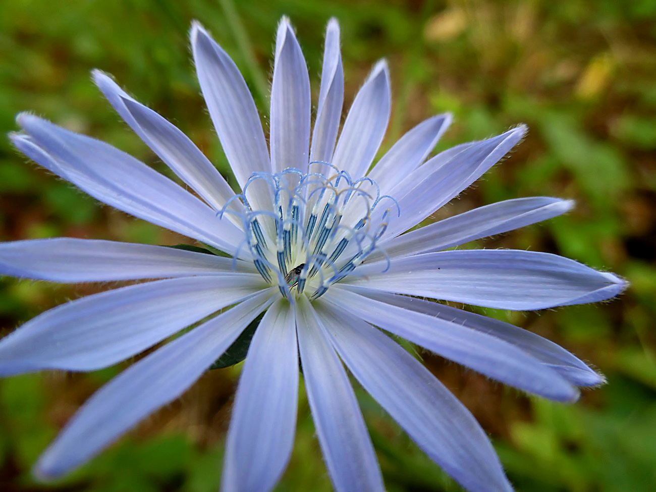 Image of Cichorium intybus specimen.