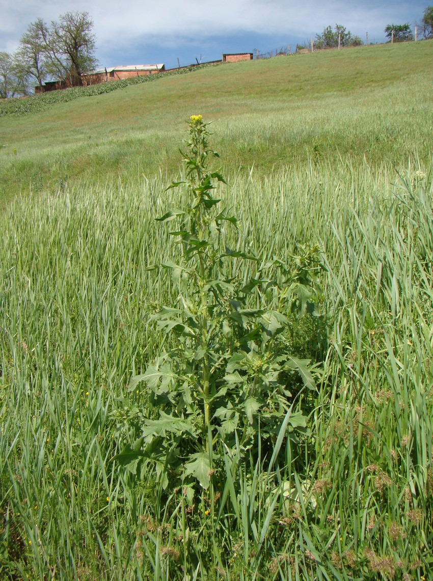 Image of Sisymbrium loeselii specimen.