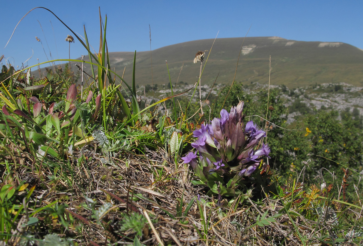 Изображение особи Gentianella biebersteinii.