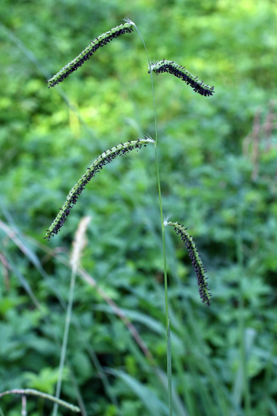 Изображение особи Paspalum dilatatum.