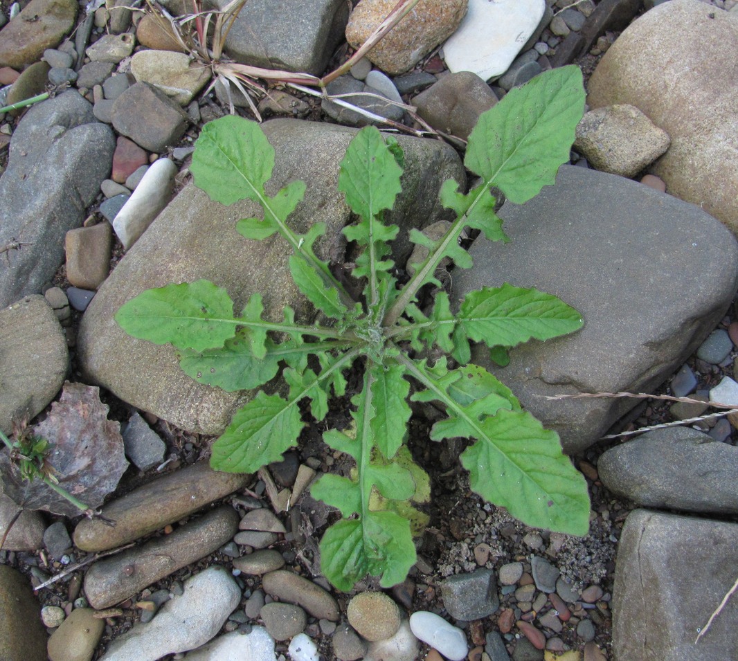 Image of Lapsana intermedia specimen.