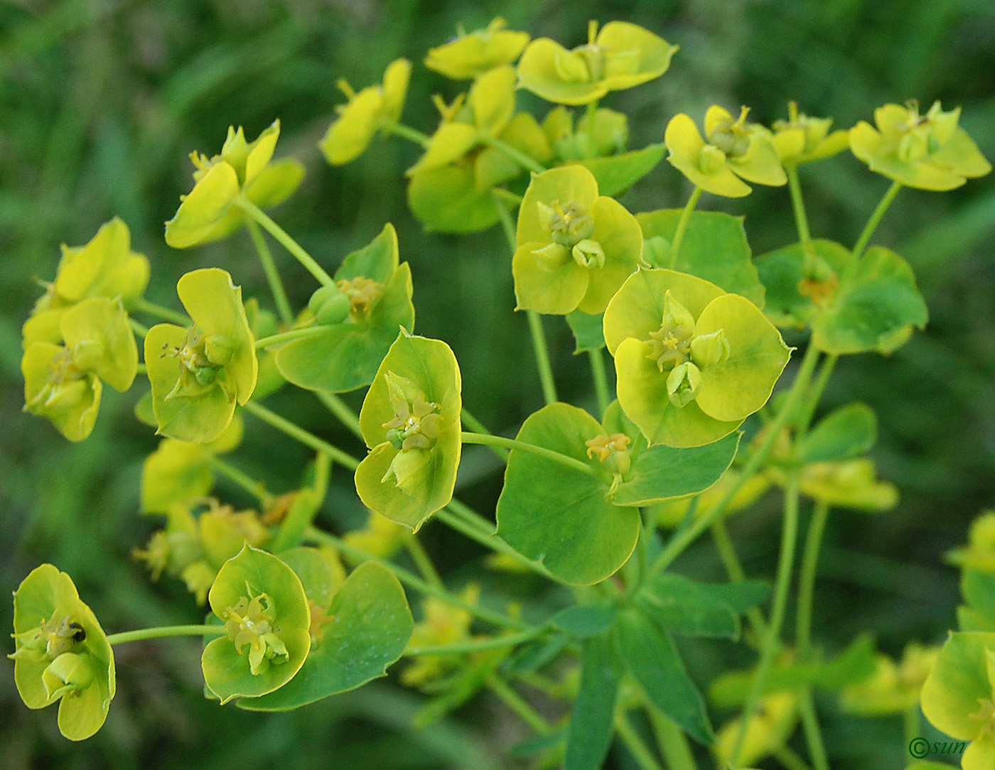 Image of Euphorbia virgata specimen.