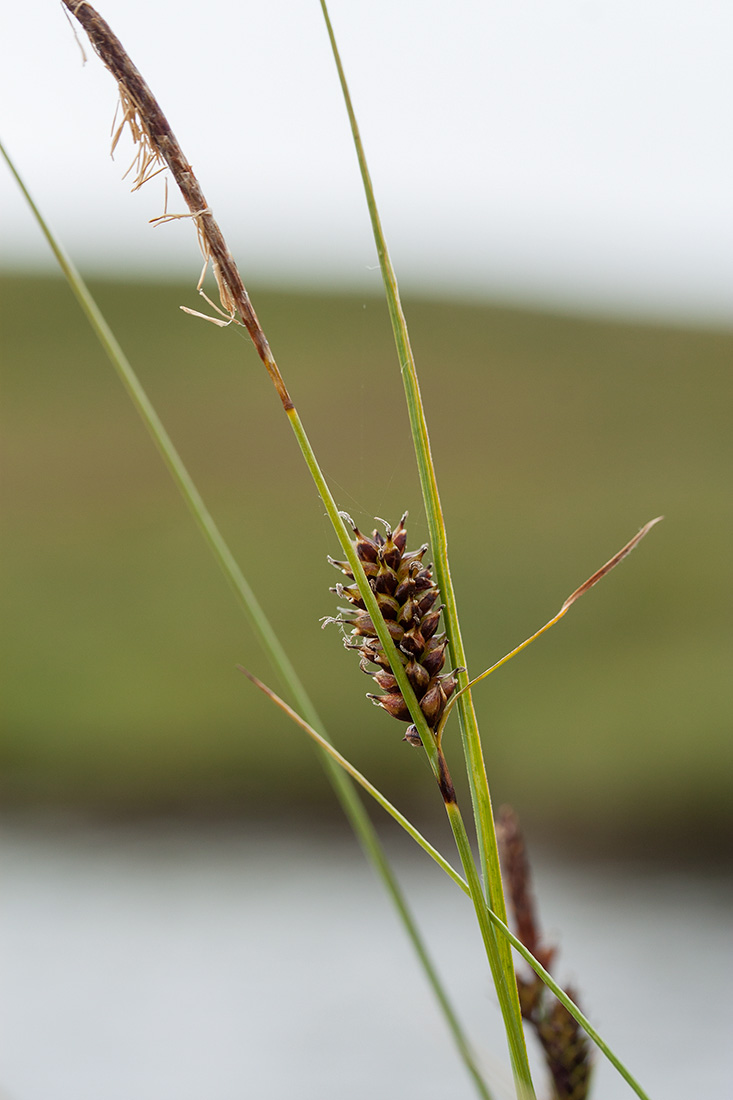 Image of Carex rotundata specimen.