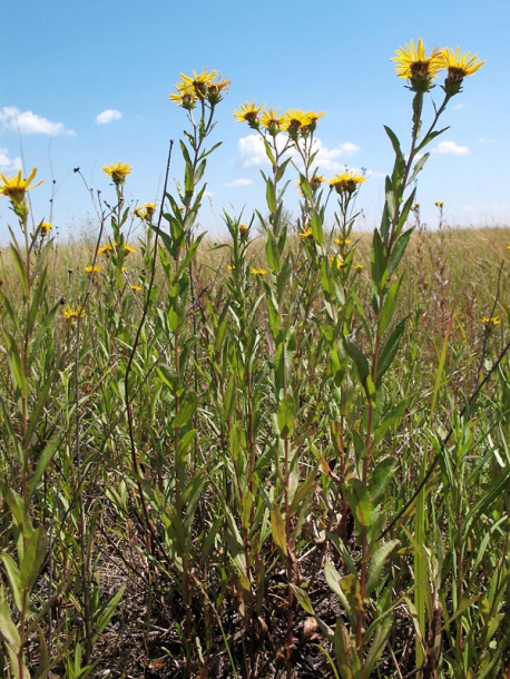 Изображение особи Inula aspera.