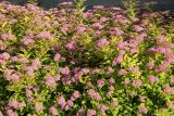 Spiraea japonica