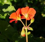 Pelargonium hortorum. Распускающееся соцветие. (вид сбоку). Восточный Казахстан, г. Усть-Каменогорск, парк Жастар, клумба. 03.09.2016.в культуре.