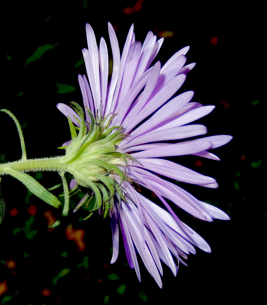 Изображение особи Symphyotrichum novae-angliae.