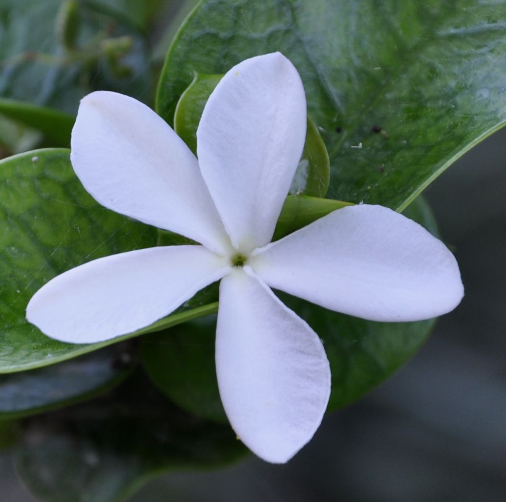 Image of genus Carissa specimen.