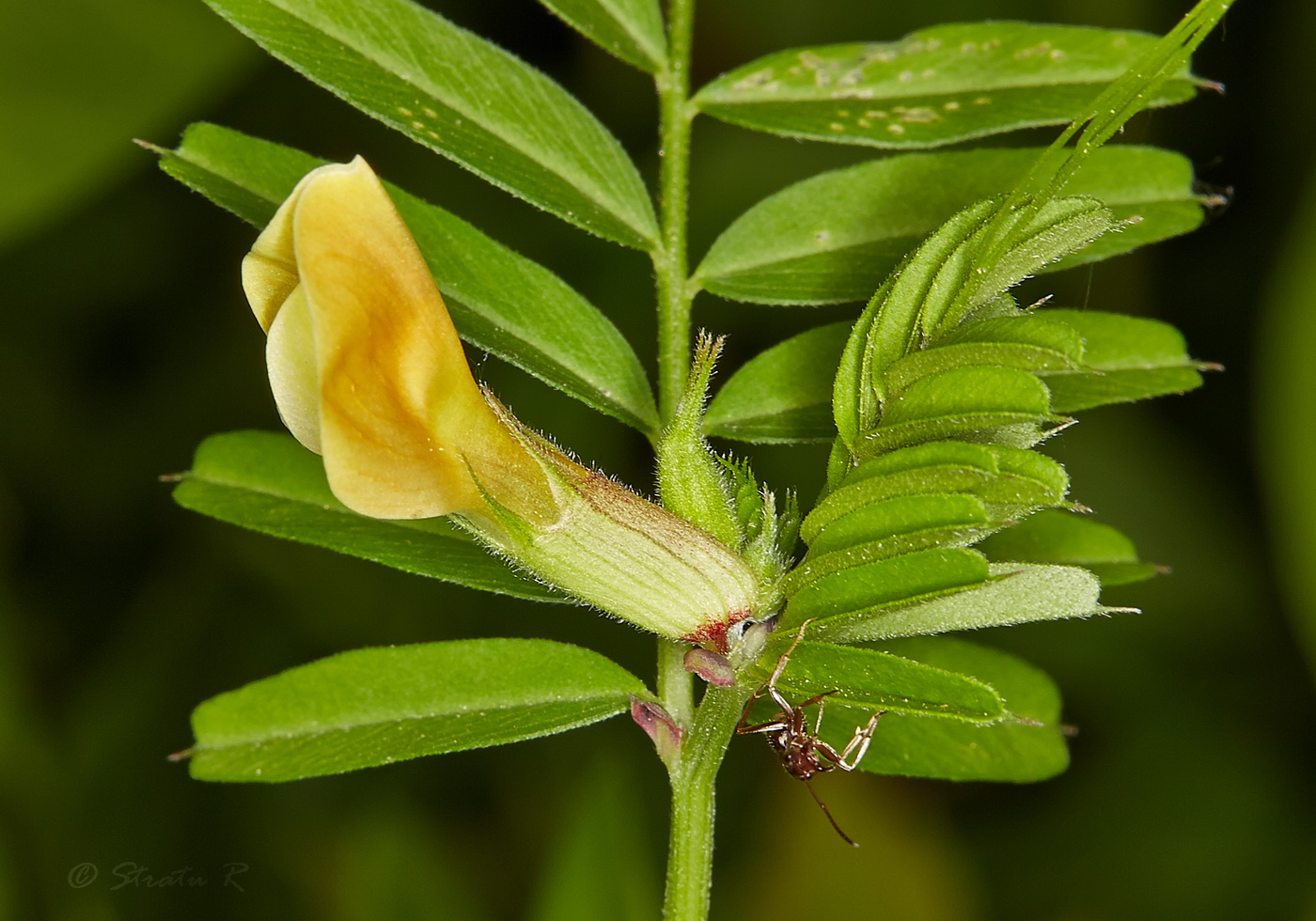 Image of Vicia grandiflora specimen.