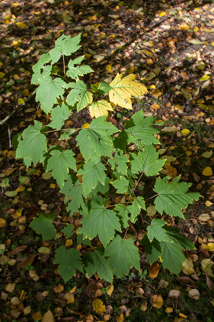 Изображение особи Acer glabrum.