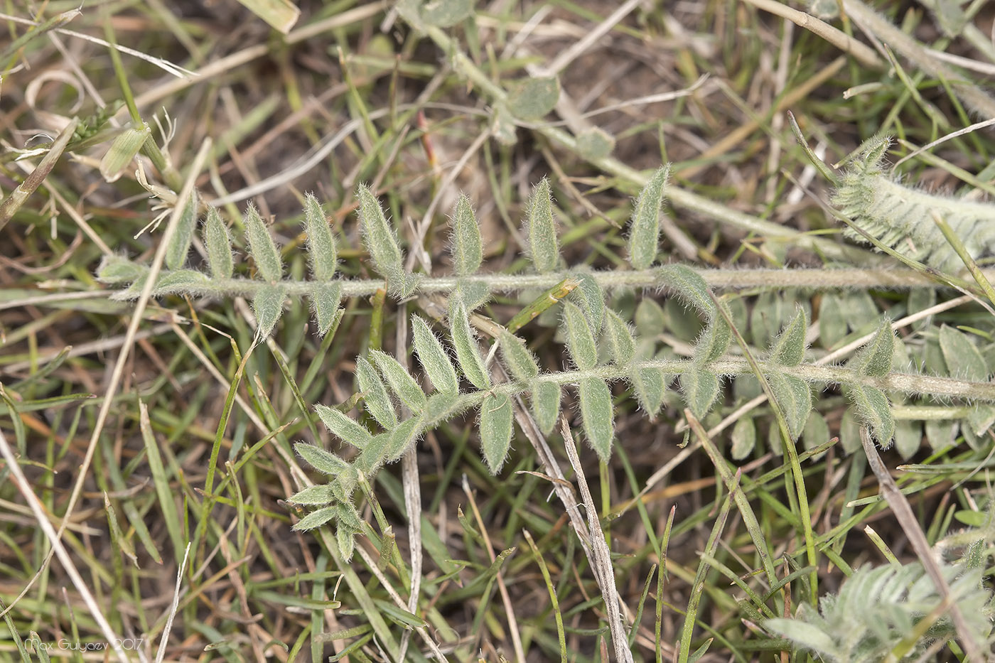 Image of Astragalus dolichophyllus specimen.