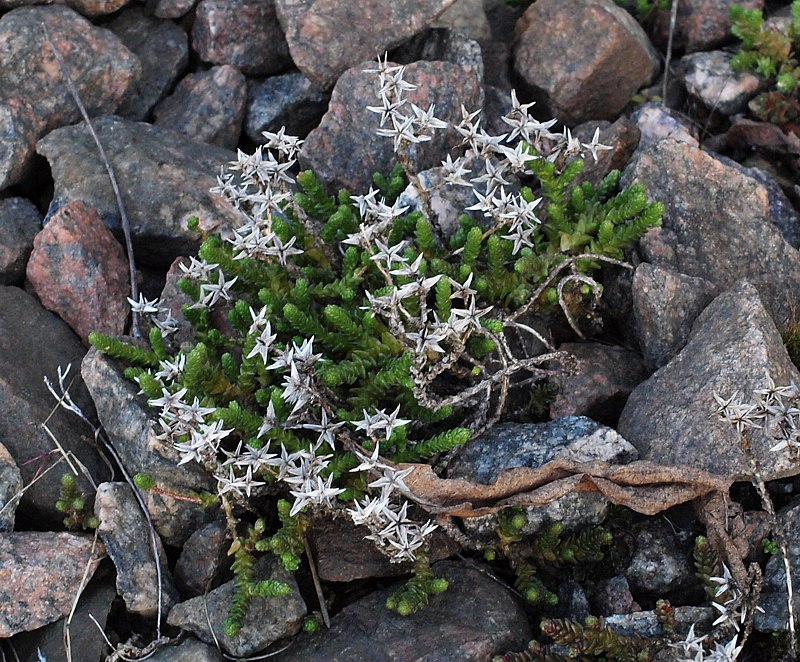 Изображение особи Sedum acre.