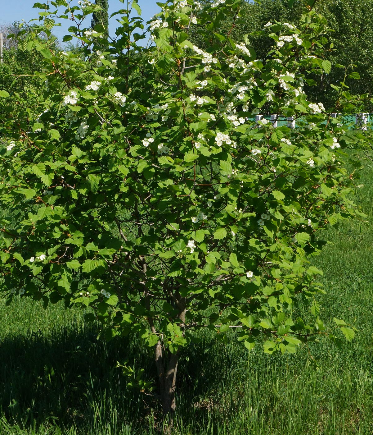 Image of Crataegus submollis specimen.