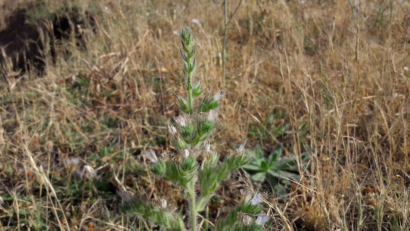 Image of Echium biebersteinii specimen.