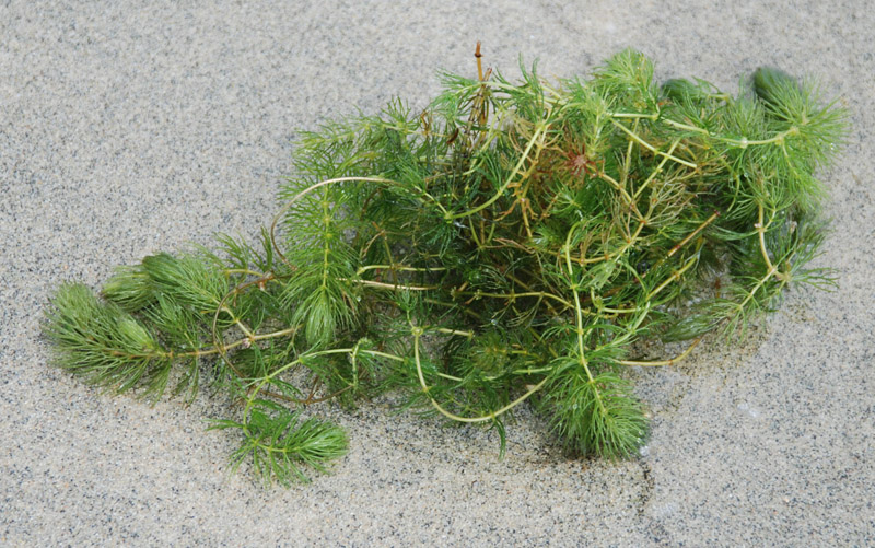 Image of Ceratophyllum demersum specimen.