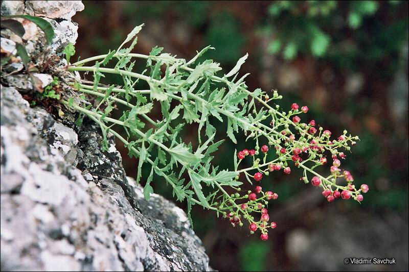 Изображение особи Scrophularia rupestris.